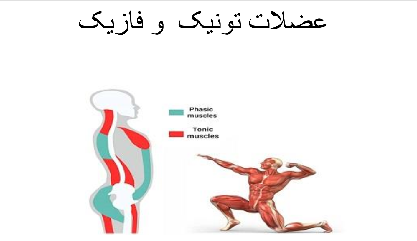 عضلات تونیک و فازیک